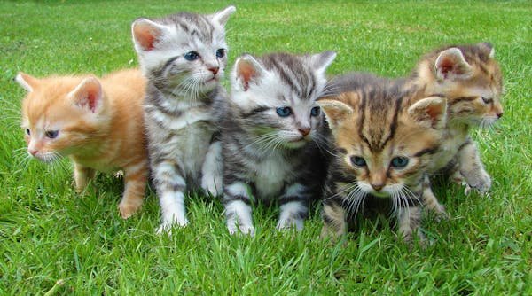 Les atouts d'une assurance animaux pour votre tranquillité d'esprit